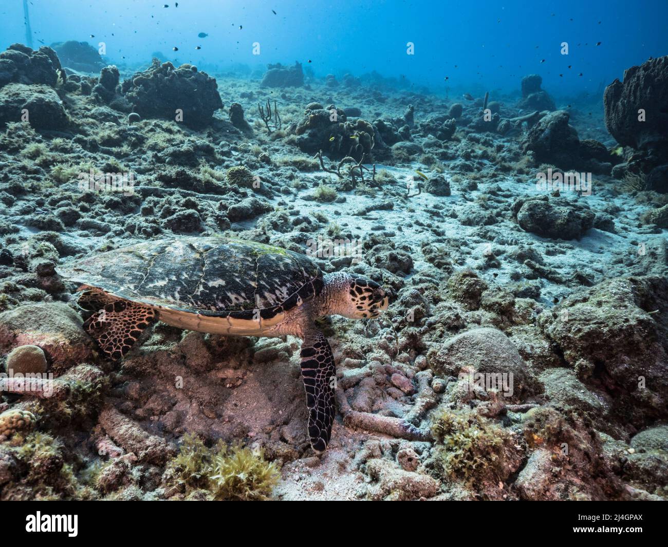 Seascape con la tartaruga marina di Hawksbill nella barriera corallina del Mar dei Caraibi, Curacao Foto Stock