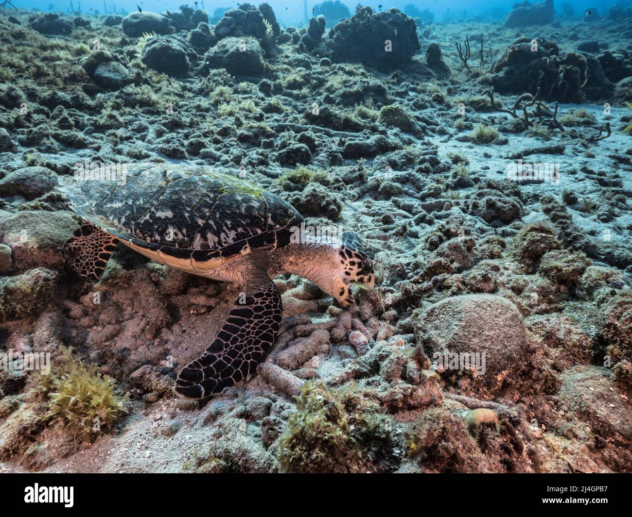 Seascape con la tartaruga marina di Hawksbill nella barriera corallina del Mar dei Caraibi, Curacao Foto Stock