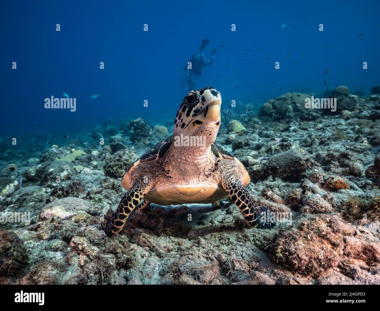 Seascape con la tartaruga marina di Hawksbill nella barriera corallina del Mar dei Caraibi, Curacao Foto Stock
