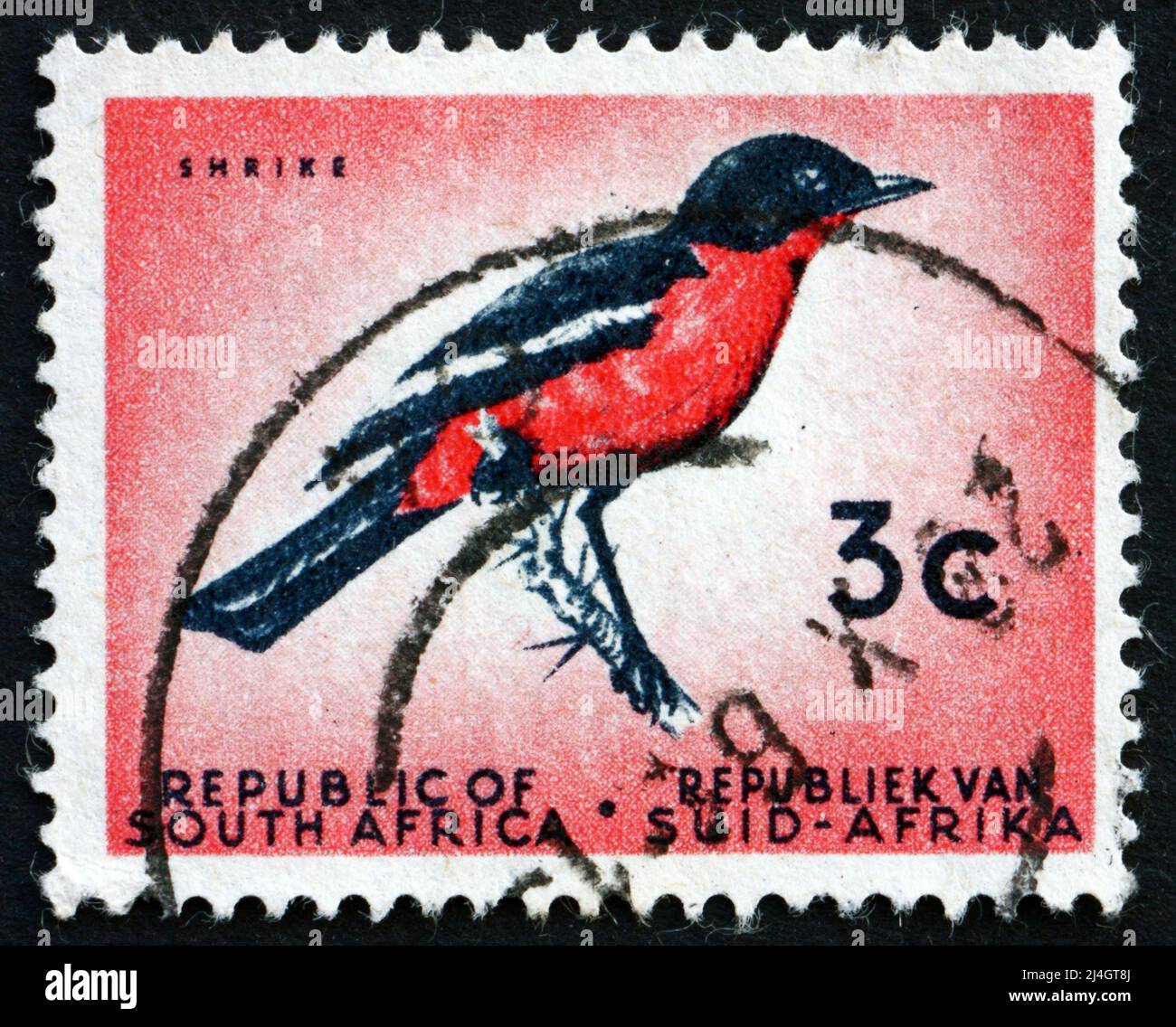 SUD AFRICA - CIRCA 1961: Un francobollo stampato in Sudafrica mostra Shrike, Laniarius Atrococcineus, Bird, circa 1961 Foto Stock