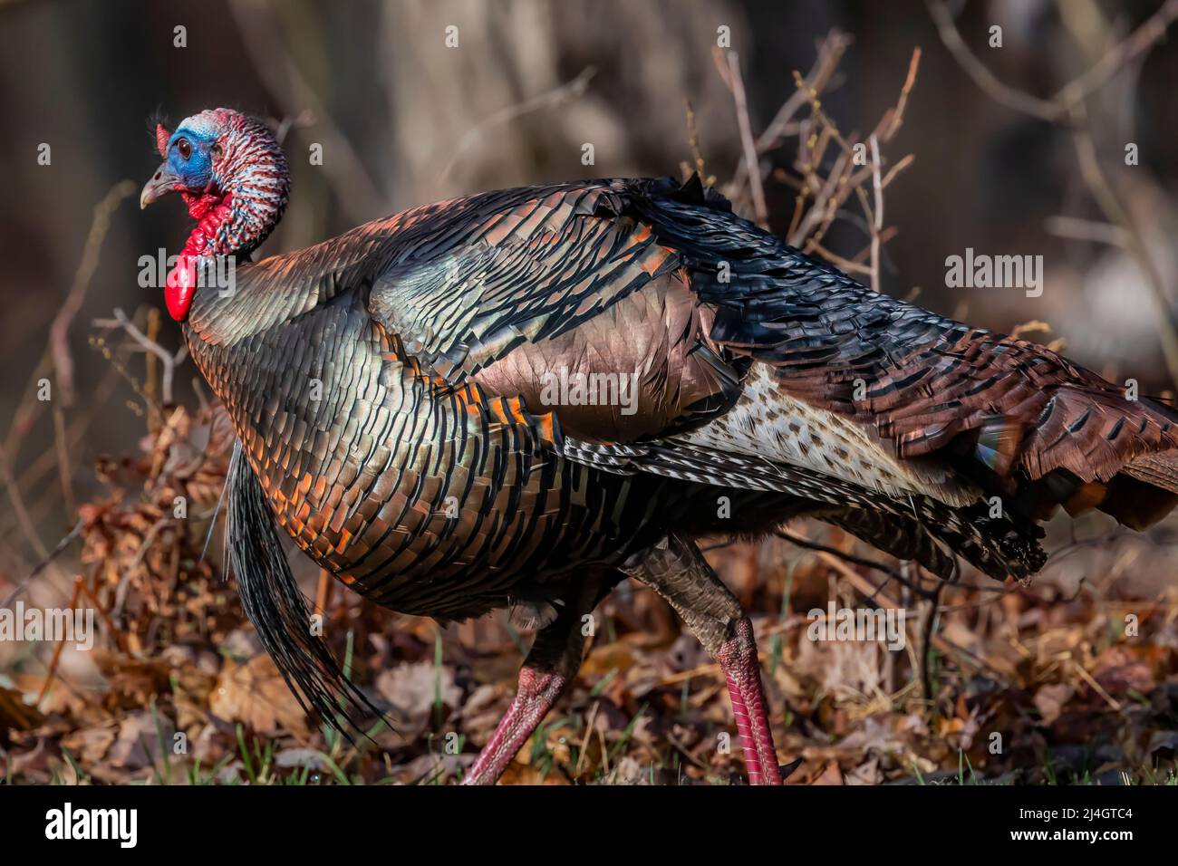 La Turchia selvaggia, Meleagris galopavo, si riversa in una zona residenziale nel Michigan centrale, Stati Uniti Foto Stock