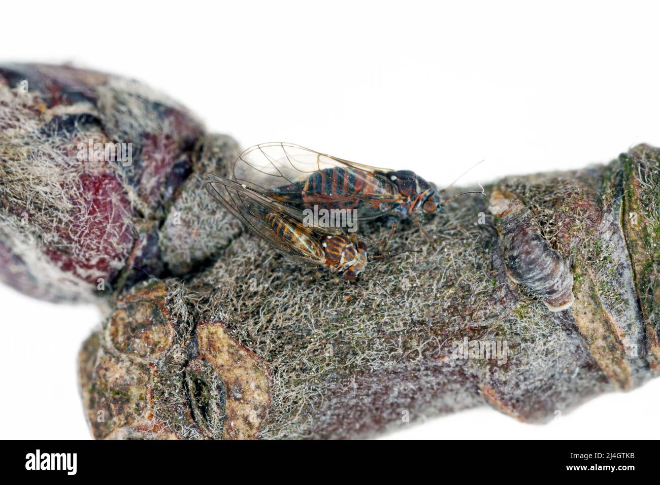 Cacopsilla melanoneura è un insetto della famiglia Psyllidae. Il parassita degli alberi di mela ed è considerato il vettore principale della malattia di fitoplasma. Foto Stock