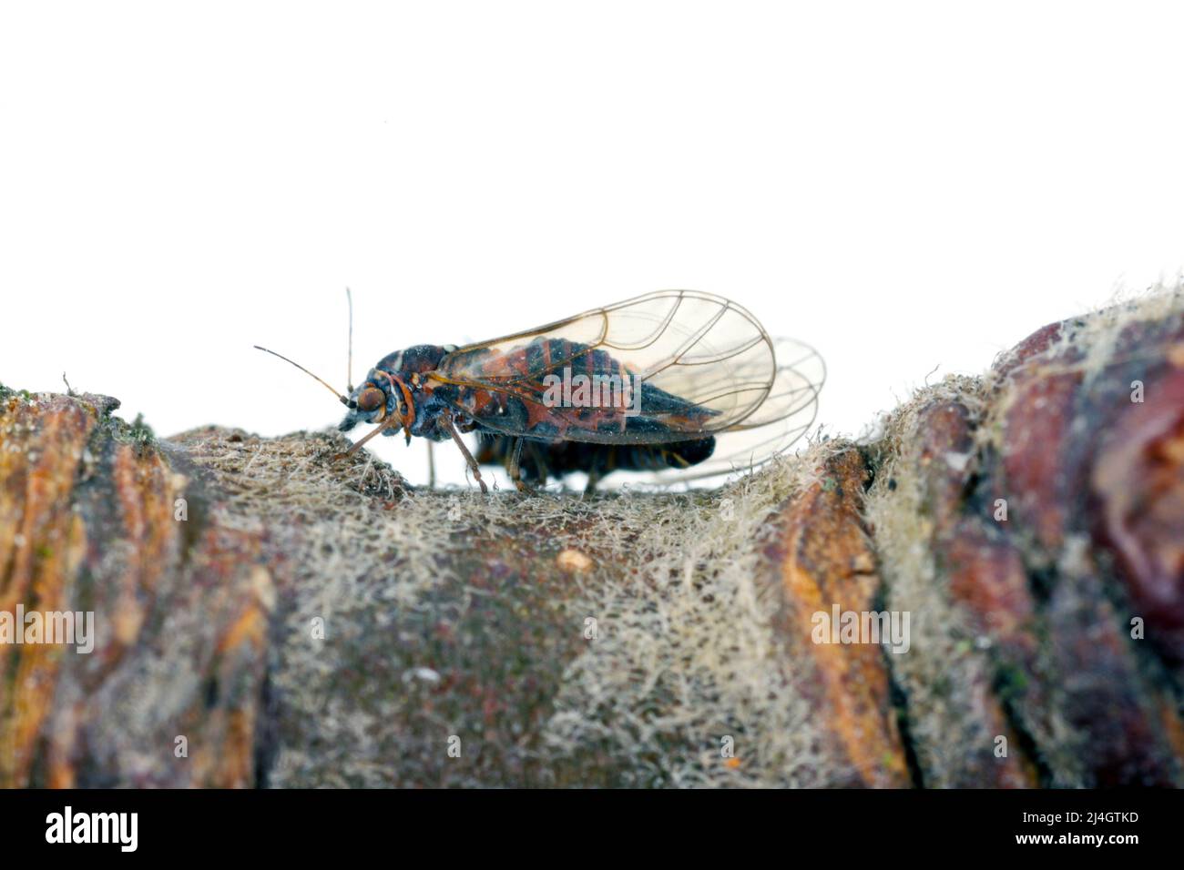 Cacopsilla melanoneura è un insetto della famiglia Psyllidae. Il parassita degli alberi di mela ed è considerato il vettore principale della malattia di fitoplasma. Foto Stock