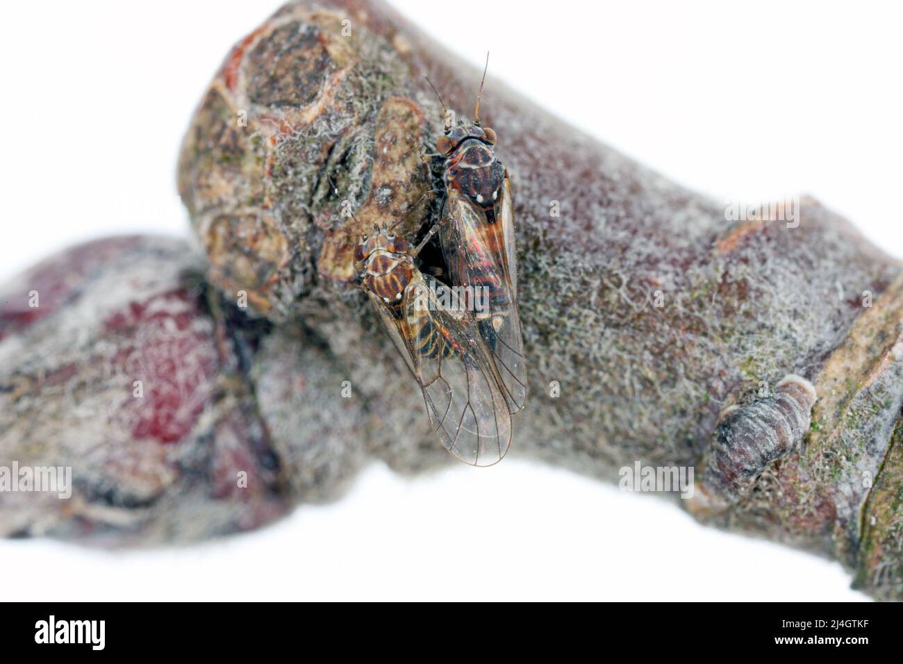 Cacopsilla melanoneura è un insetto della famiglia Psyllidae. Il parassita degli alberi di mela ed è considerato il vettore principale della malattia di fitoplasma. Foto Stock