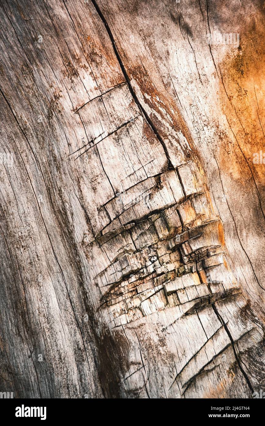 Sfondo o texture un vecchio tronco di albero senza corteccia tagliato fuori Foto Stock