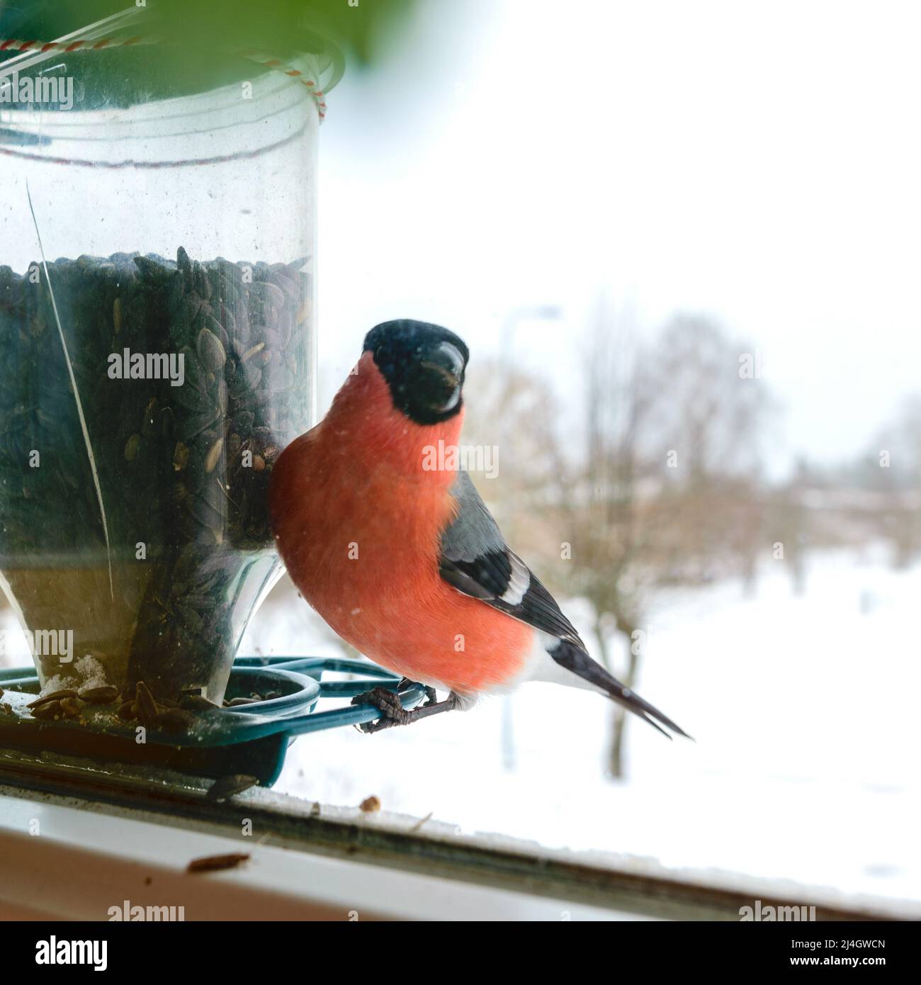 L'uccello mangia semi di girasole, si nutre dalla finestra, aiuta gli uccelli a trovare il cibo in inverno, fotografato attraverso il vetro della finestra, immagine sfocata Foto Stock