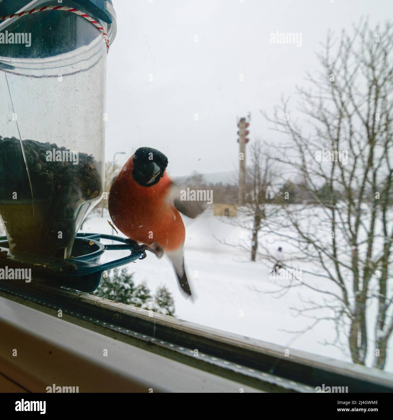 L'uccello mangia semi di girasole, si nutre dalla finestra, aiuta gli uccelli a trovare il cibo in inverno, fotografato attraverso il vetro della finestra, immagine sfocata Foto Stock