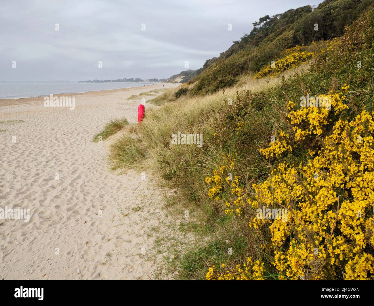 Gola che cresce lungo le scogliere di Highcliffe Beach, Dorset, Regno Unito Foto Stock