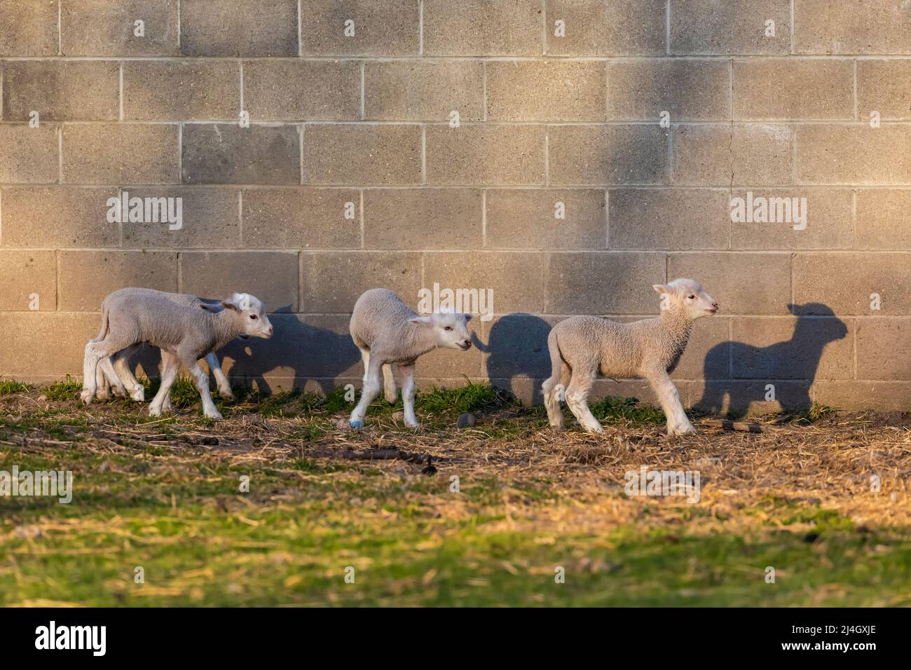 Giovani pecore in gioco di fronte a un granaio Amish a metà Michigan, Stati Uniti Foto Stock