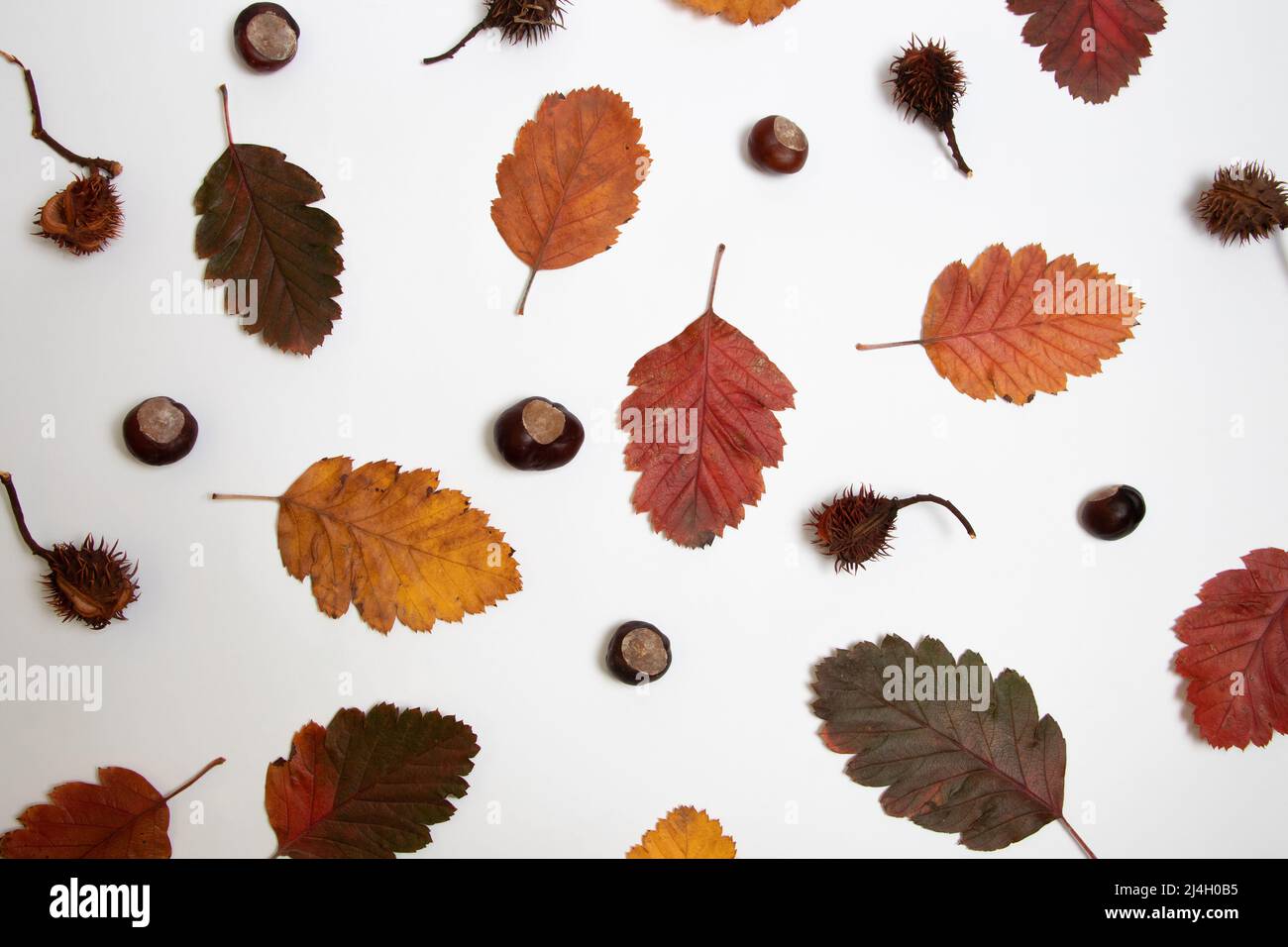 Caduta foglie e castagne piatto modello di posa Foto Stock