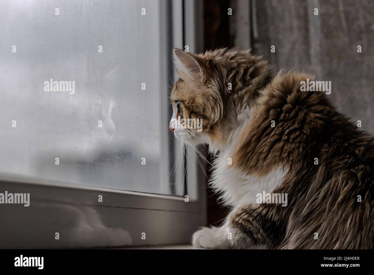 bel gatto dai capelli lunghi con un petto bianco, grandi occhi verdi e un naso rosa. guarda la fotocamera, posa. posiziona il testo Foto Stock