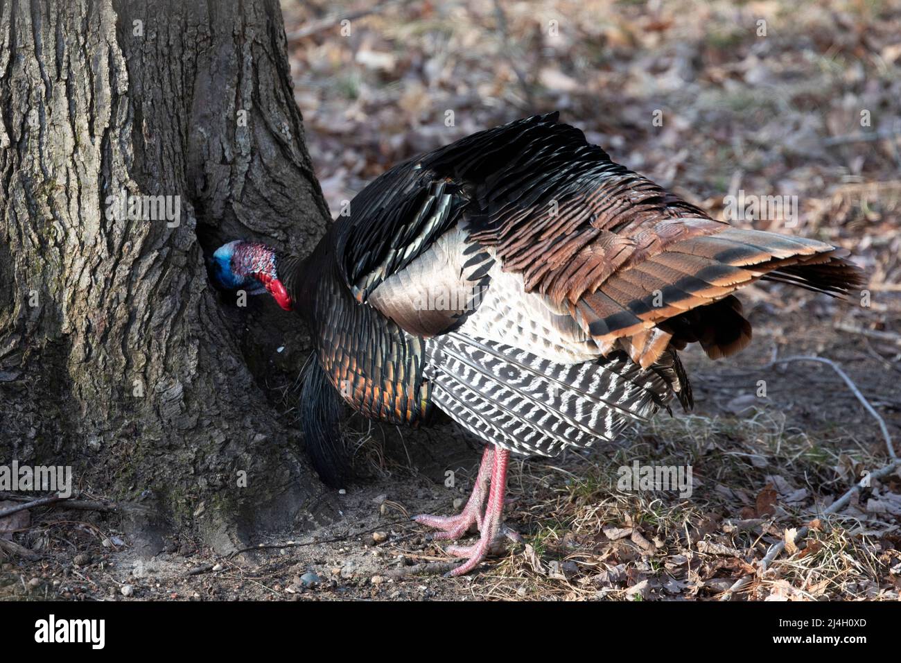 Wild Turkey, Meleagris galopavo, tom foraging per albero nella foresta nel Michigan centrale, Stati Uniti Foto Stock