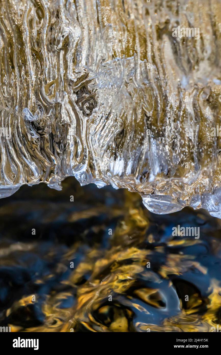 Il ghiaccio si è formato sui rami sopra le insenature di Mitchell dopo una notte libera in aprile nella zona naturale delle scogliere di Clay in rapide grandi, Michigan, Stati Uniti Foto Stock