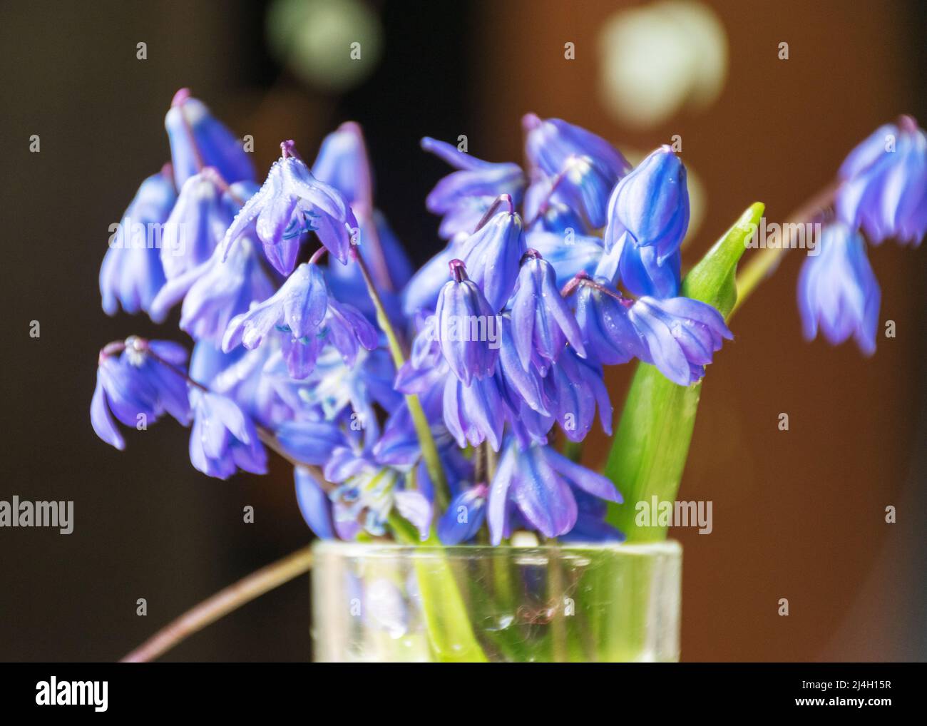 foto con gocce di neve blu in vaso, vista ravvicinata, fiori e boccioli blu, fiori di primavera Foto Stock