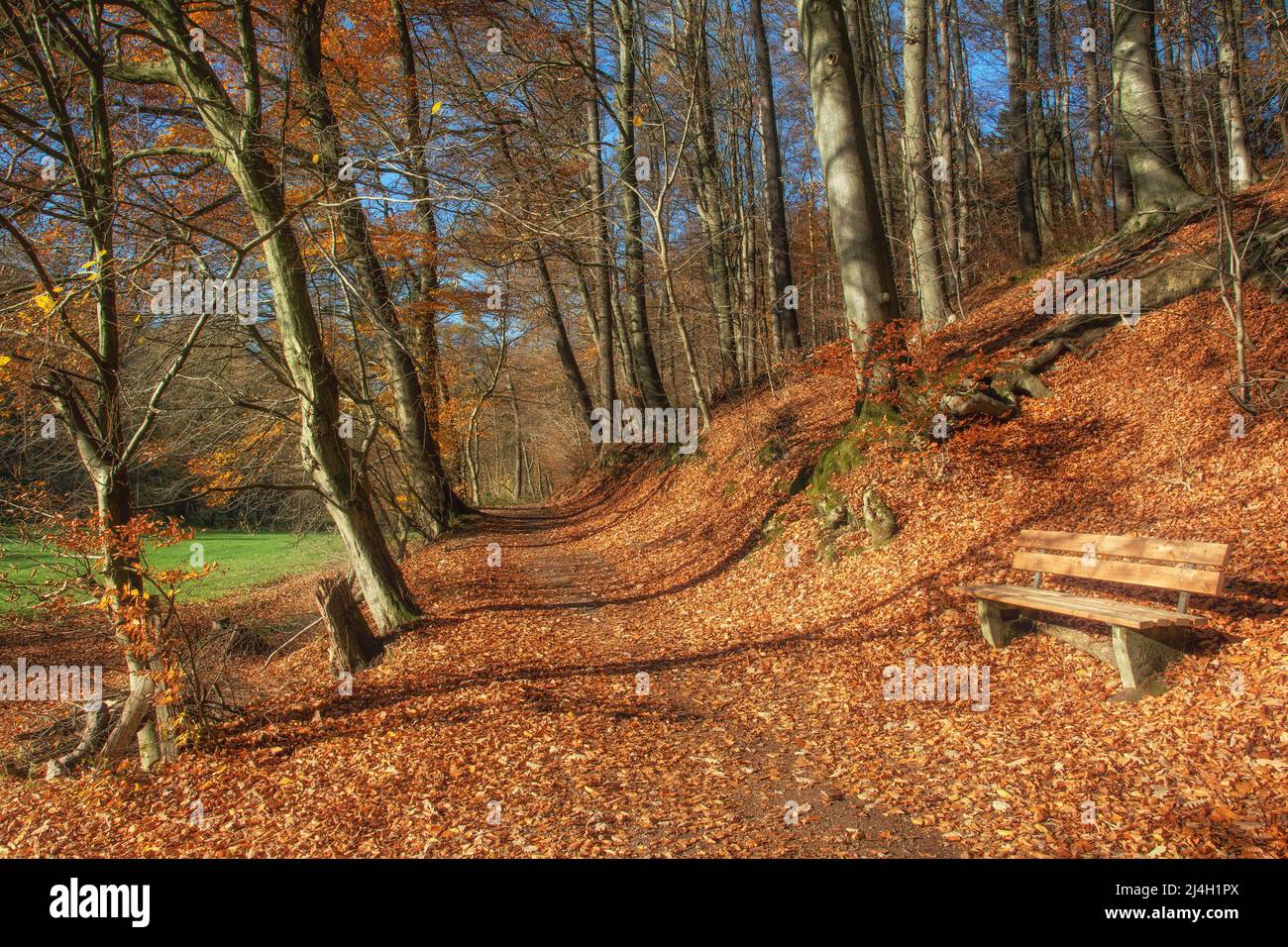 Sentiero nel famoso Neandertal, Bergisches Land, Renania Settentrionale Vestfalia, Germania Foto Stock