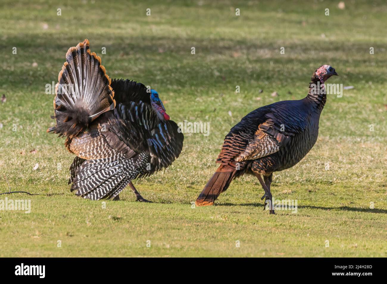 Wild Turkey, Meleagris galopavo, tom strutting con la coda e le ali di trascinamento, Michigan centrale, Stati Uniti Foto Stock