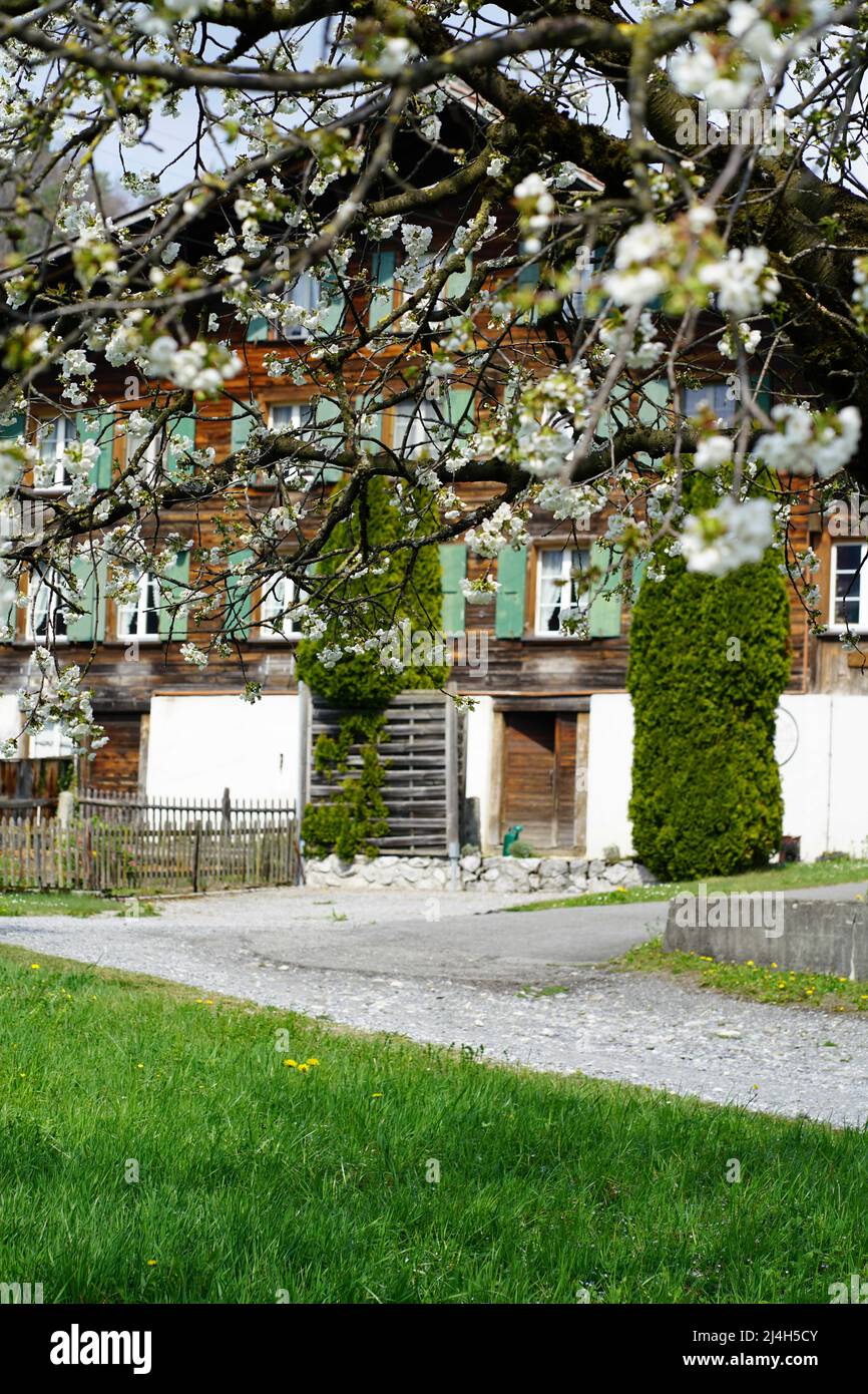 Chalet svizzero con un ciliegio fiorito di fronte Foto Stock