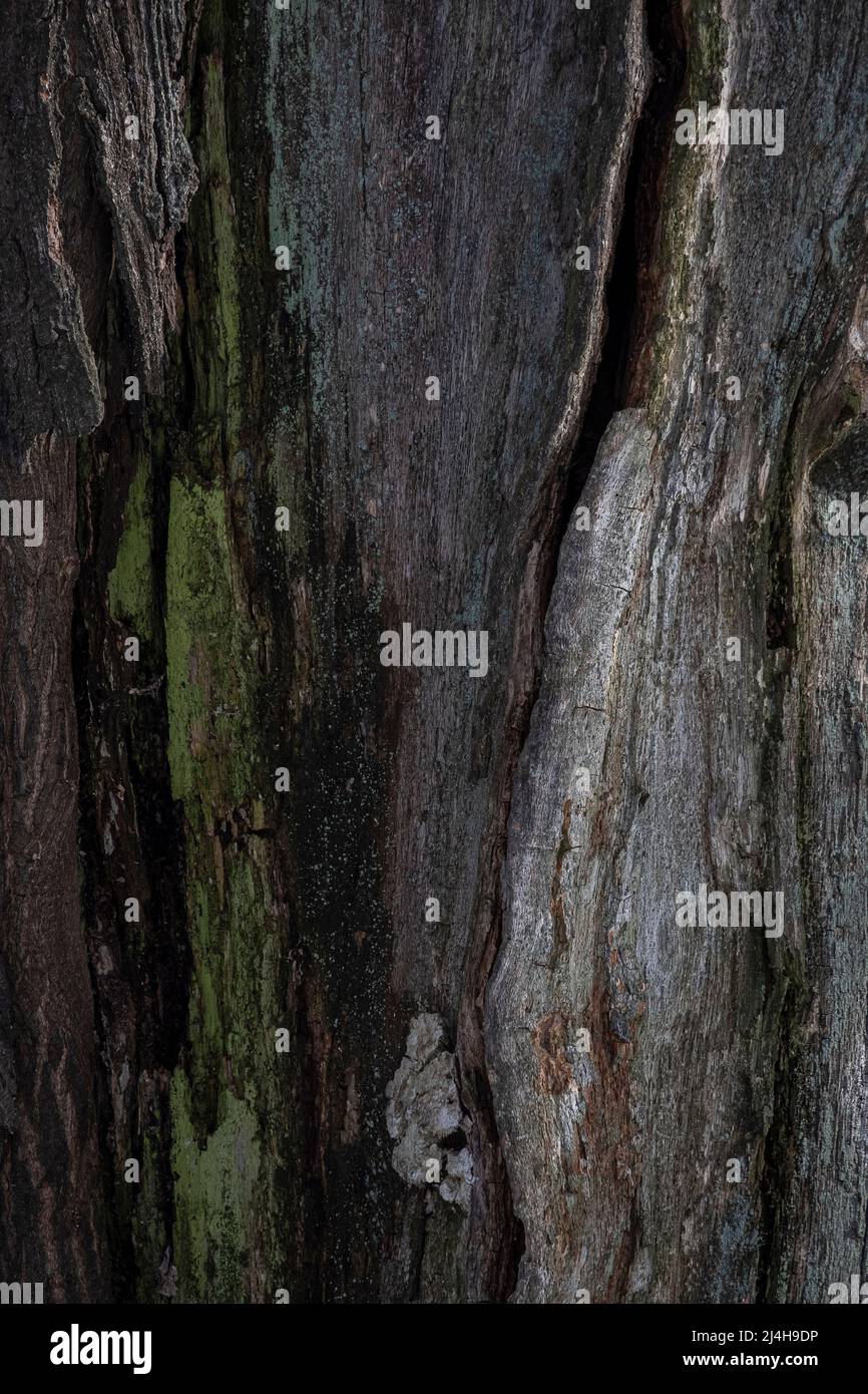 un astratto sfondo in legno di muschio, grigio, verde e blu Foto Stock