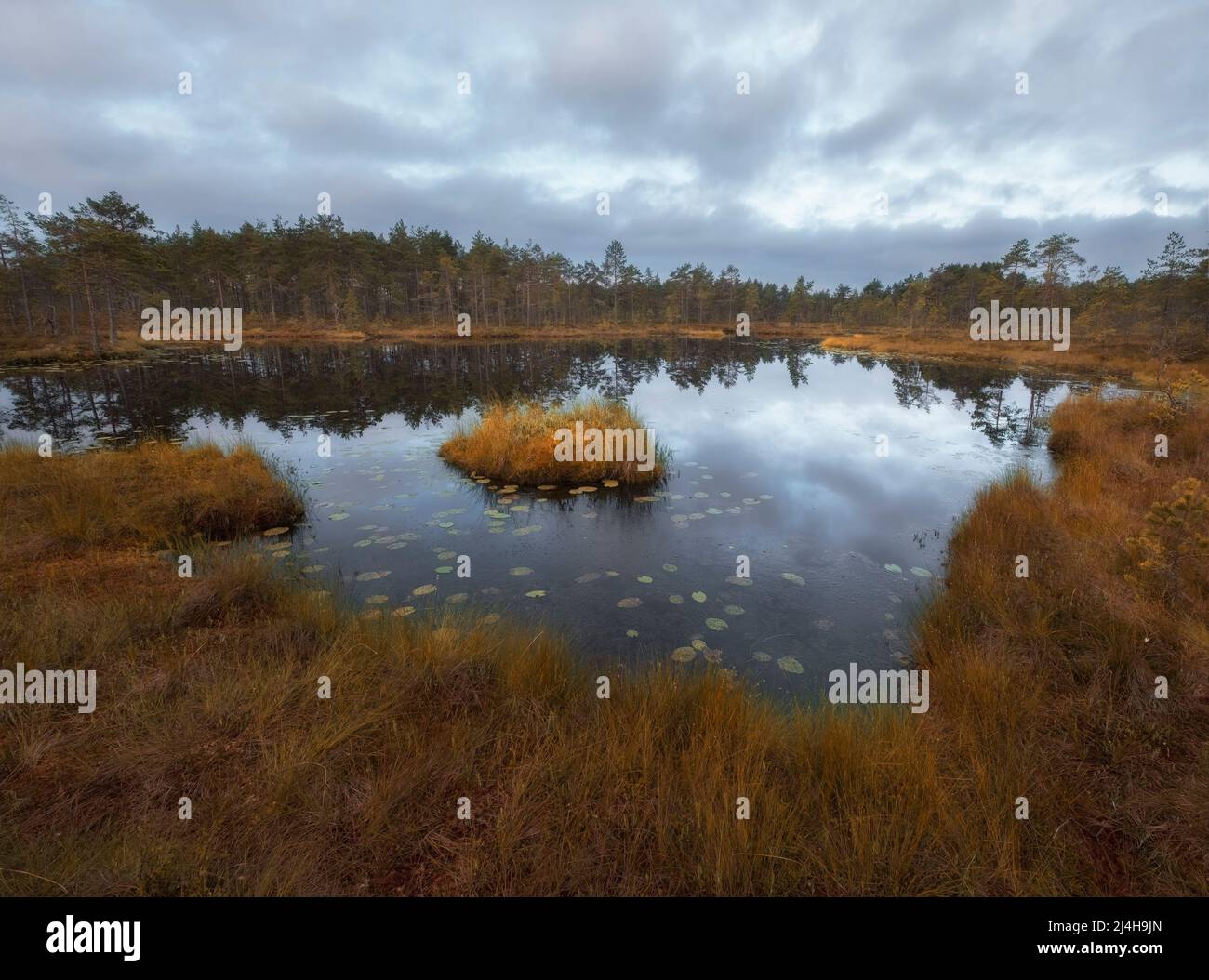 lago paludoso con un'isola sotto il cielo terso autunnale Foto Stock