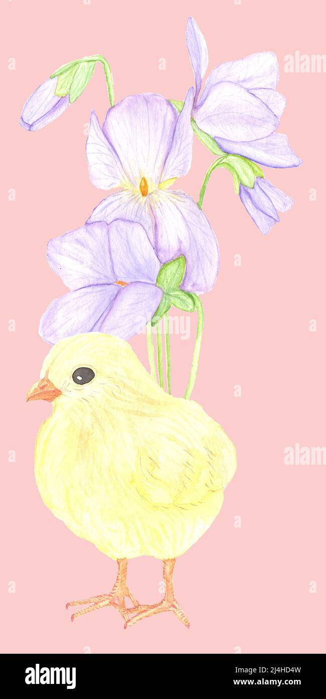 carino watercolor pulcino dipinto a mano con mazzo di violetti Foto Stock