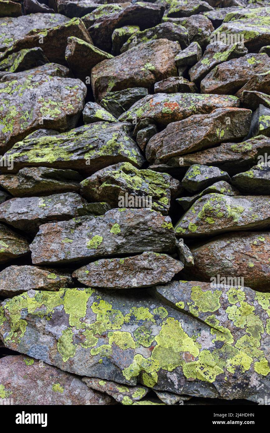 Lime verde mappa lichen su muri di pietra asciutta Lake District Cumbria Inghilterra Foto Stock