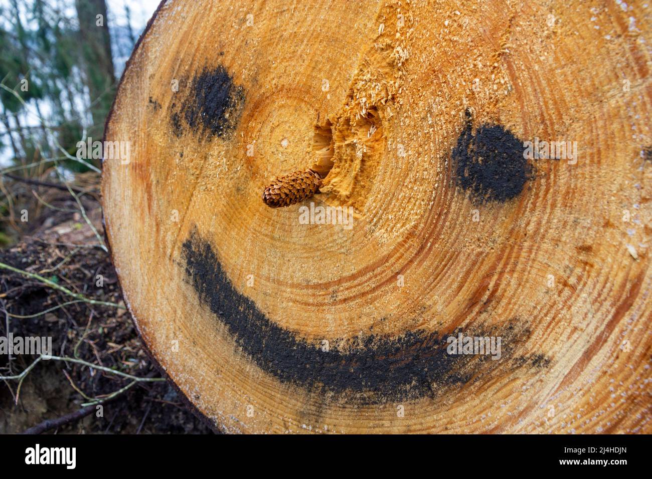 Felled conifer Storm Arwen danno Foto Stock