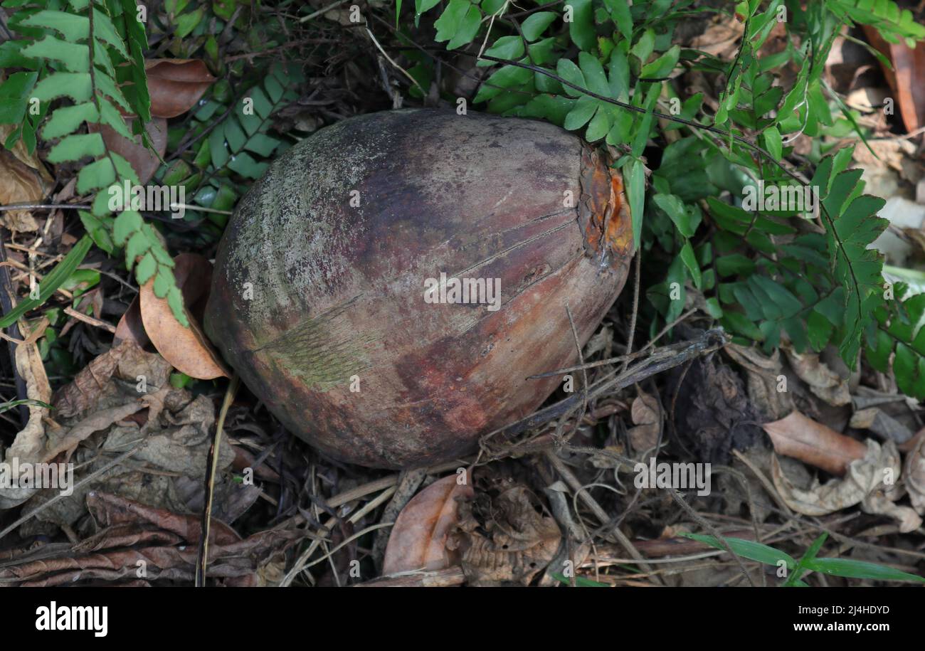Un colore marrone maturo di noce di cocco (Cocos nucifera) sul pavimento di erba Foto Stock