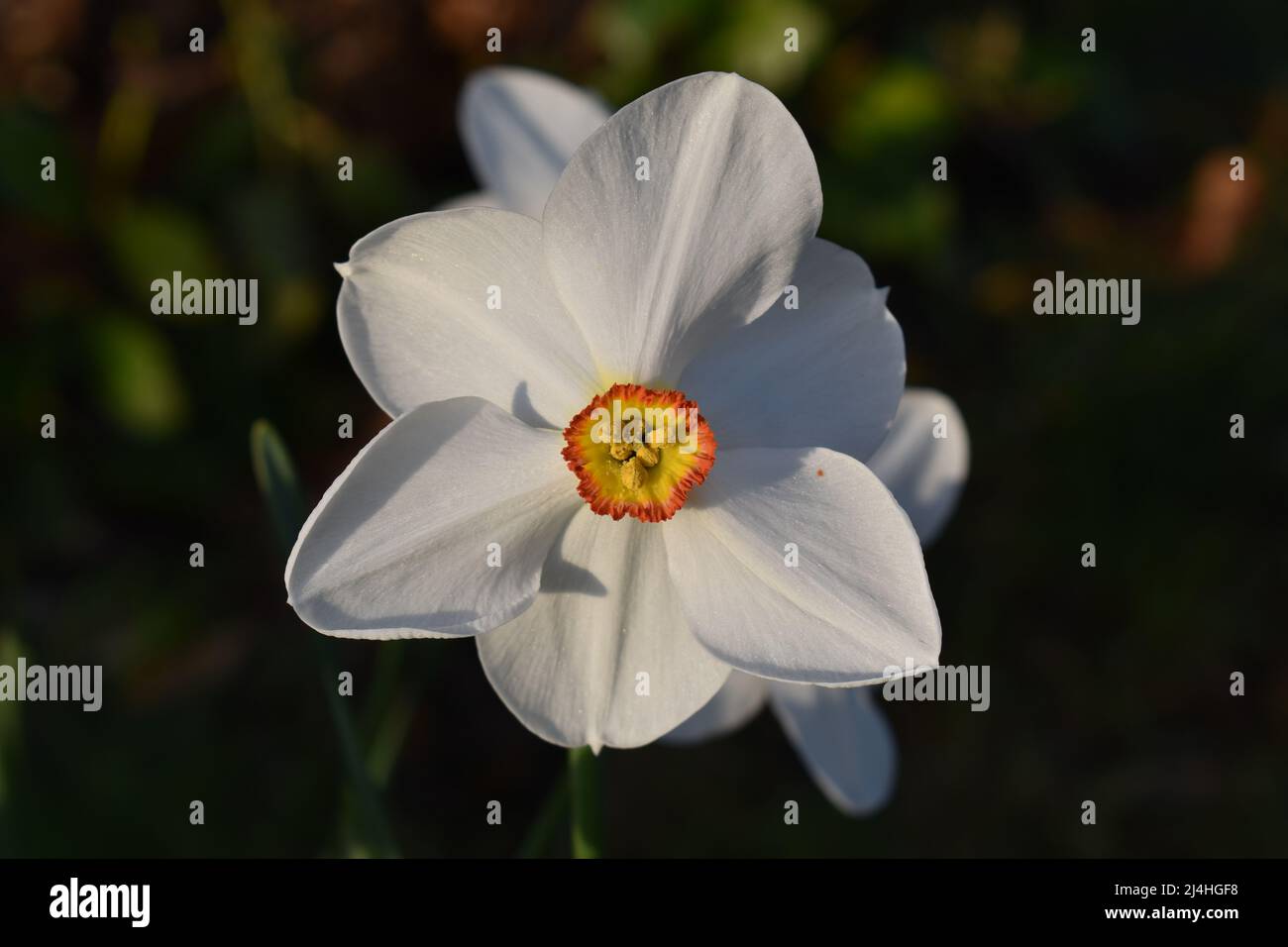 Un primo piano di un daffodil bianco con un centro arancione e giallo (Narcissus poeticus). Foto Stock