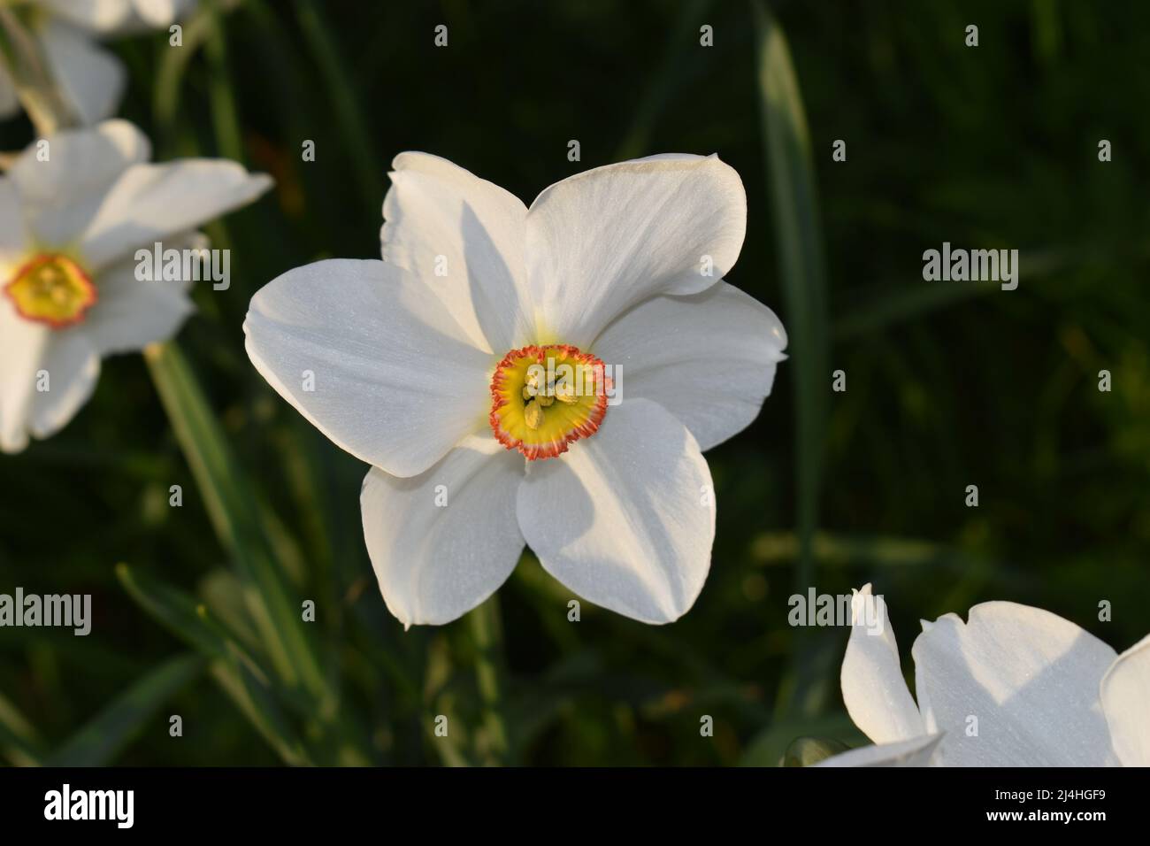 Un primo piano di un daffodil bianco con un centro arancione e giallo (Narcissus poeticus). Foto Stock