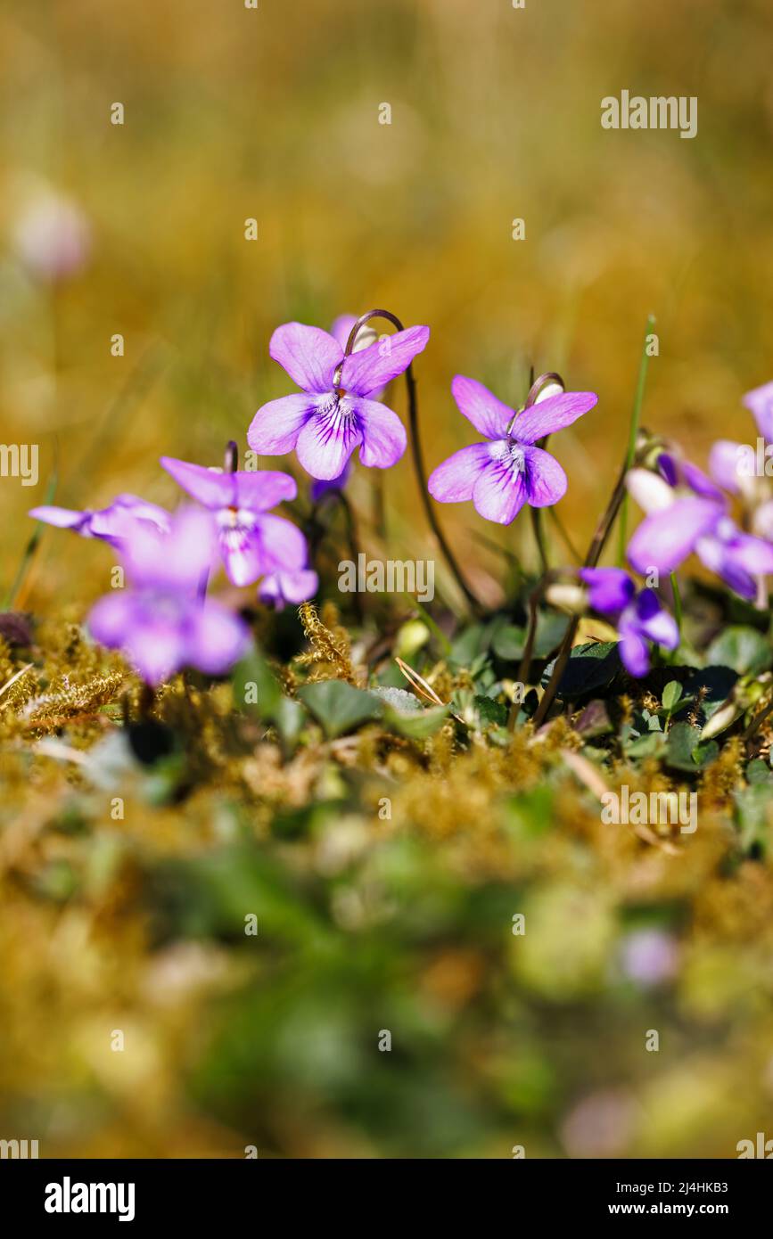La viola selvaggia (cane-violetta comune, Viola riviniana), un'erbaccia comune che cresce in un prato fiorito in primavera in un giardino nel Surrey, Inghilterra sud-orientale Foto Stock