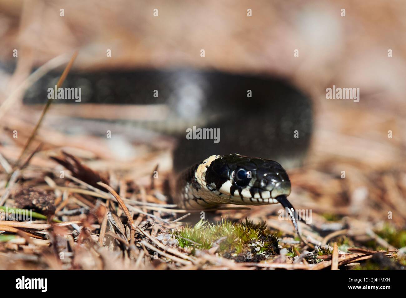 Serpente d'erba che ondola lingua nella foresta nella Finlandia meridionale a metà aprile pomeriggio caldo. Foto Stock