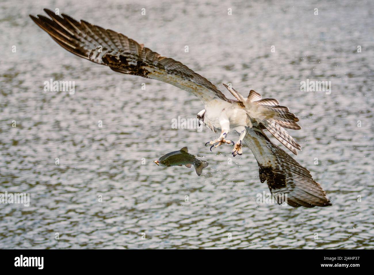 Osprey tenta di rubare una trota come un pescatore sta cercando di arrotolarla. Mostra l'esca in bocca del pesce. Catturato nella contea di Shasta, California, USA. Foto Stock