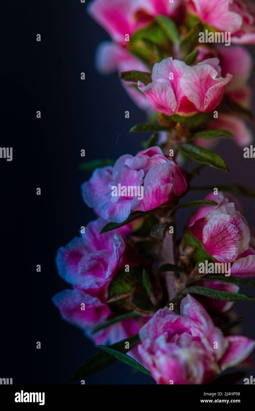 Vite dell'albero di Manuka con i fiori rosa piccoli su uno sfondo nero - macro Foto Stock