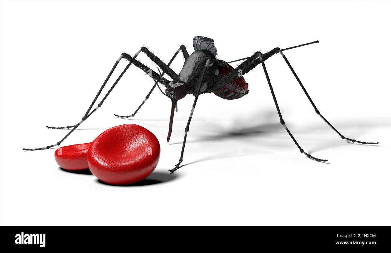 Malattie trasmesse dalle zanzare, illustrazione concettuale Foto Stock