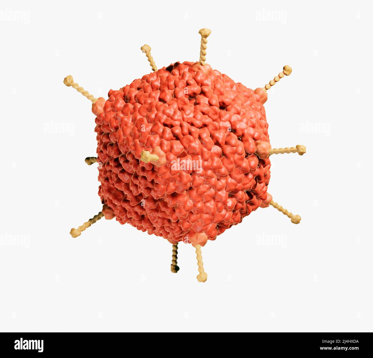 Adenovirus, illustrazione Foto Stock