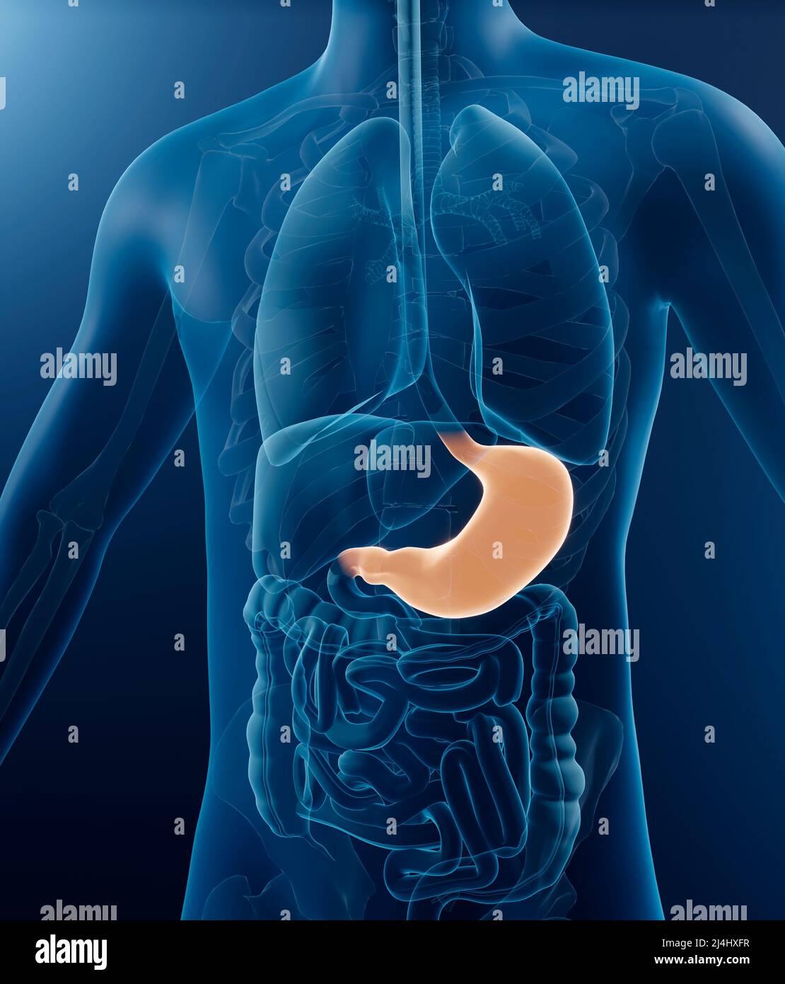 Stomaco umano, illustrazione Foto Stock