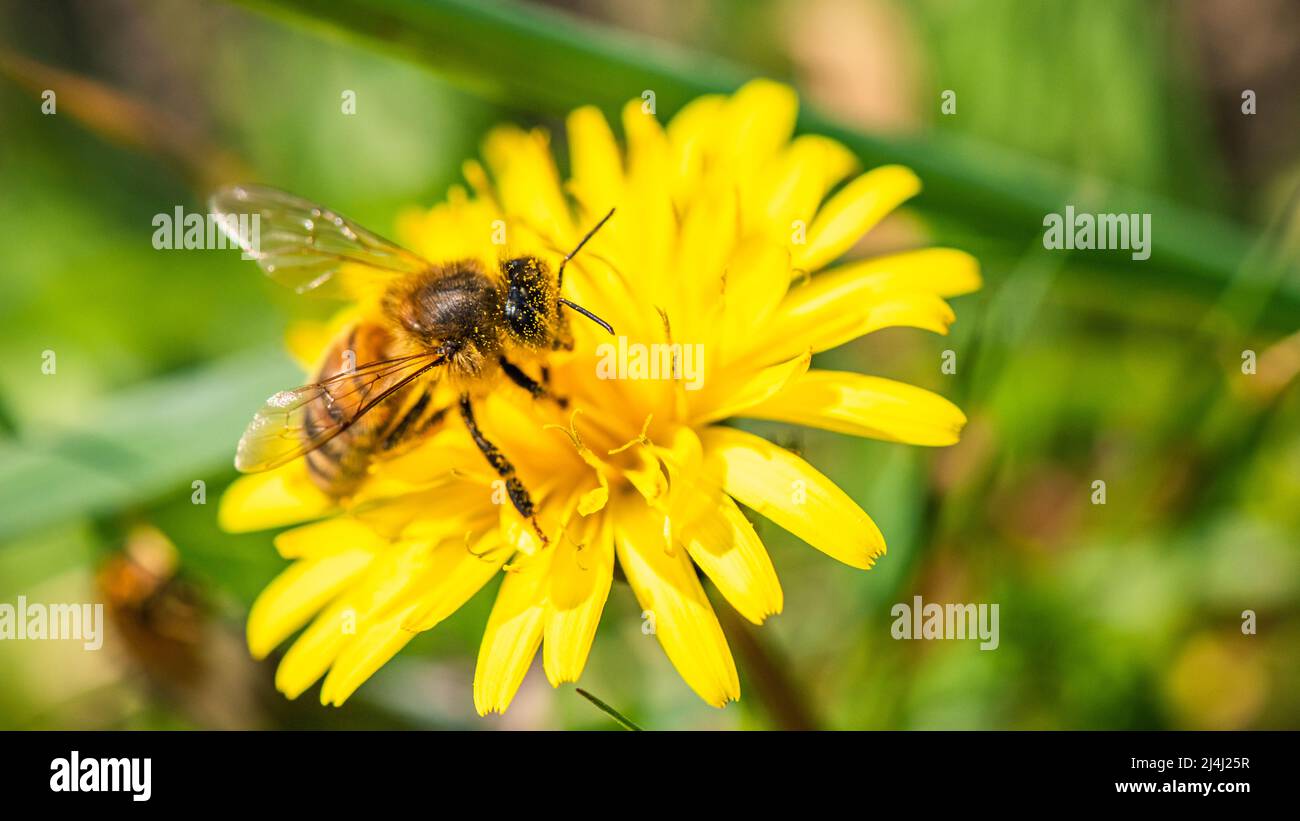 European Honey Bee o Western Honey Bee, Apis mellifera on flower, Inghilterra, Europa Foto Stock