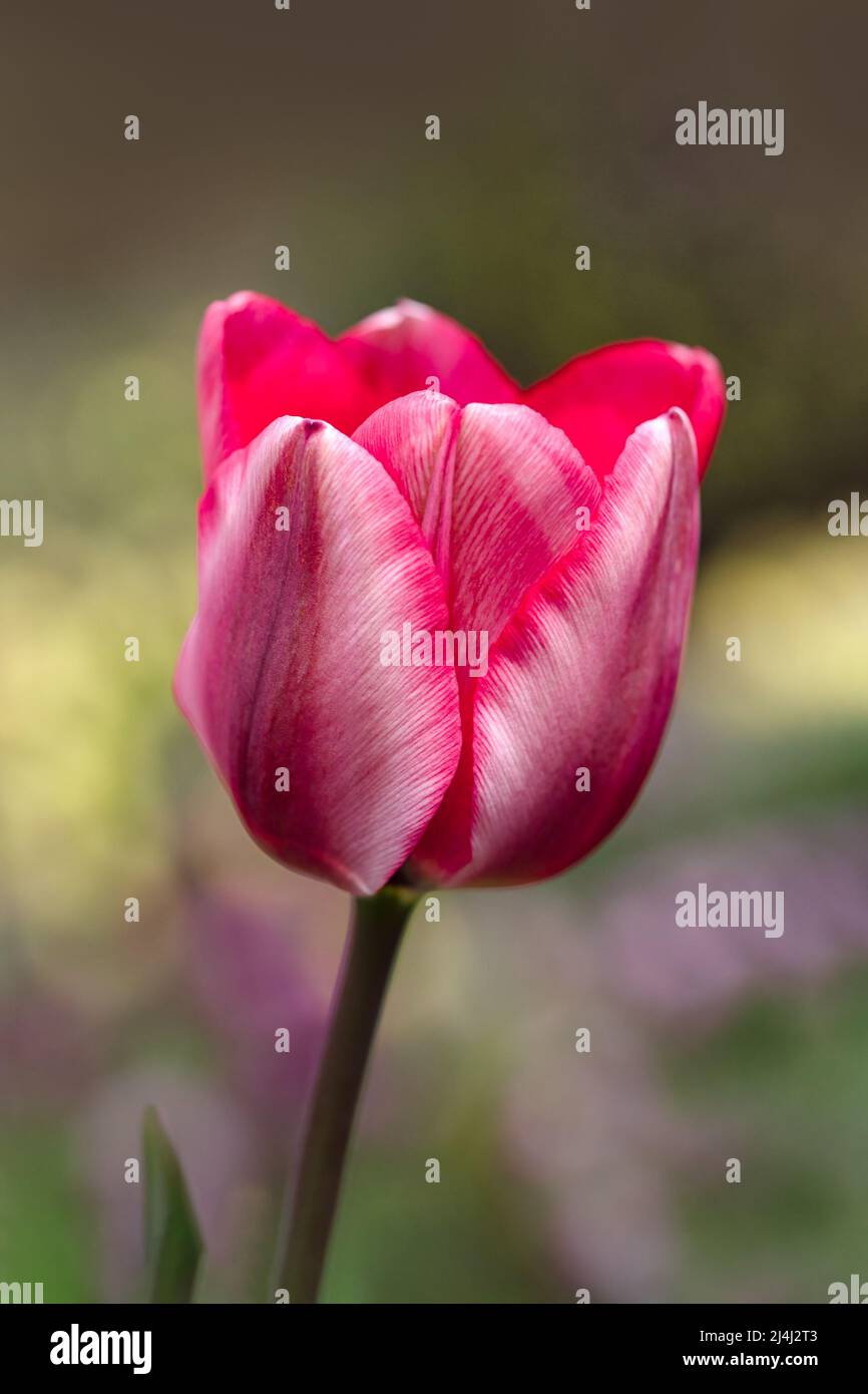Primo piano di fiore di Tulipa 'sogno di Natale' in un giardino in primavera Foto Stock