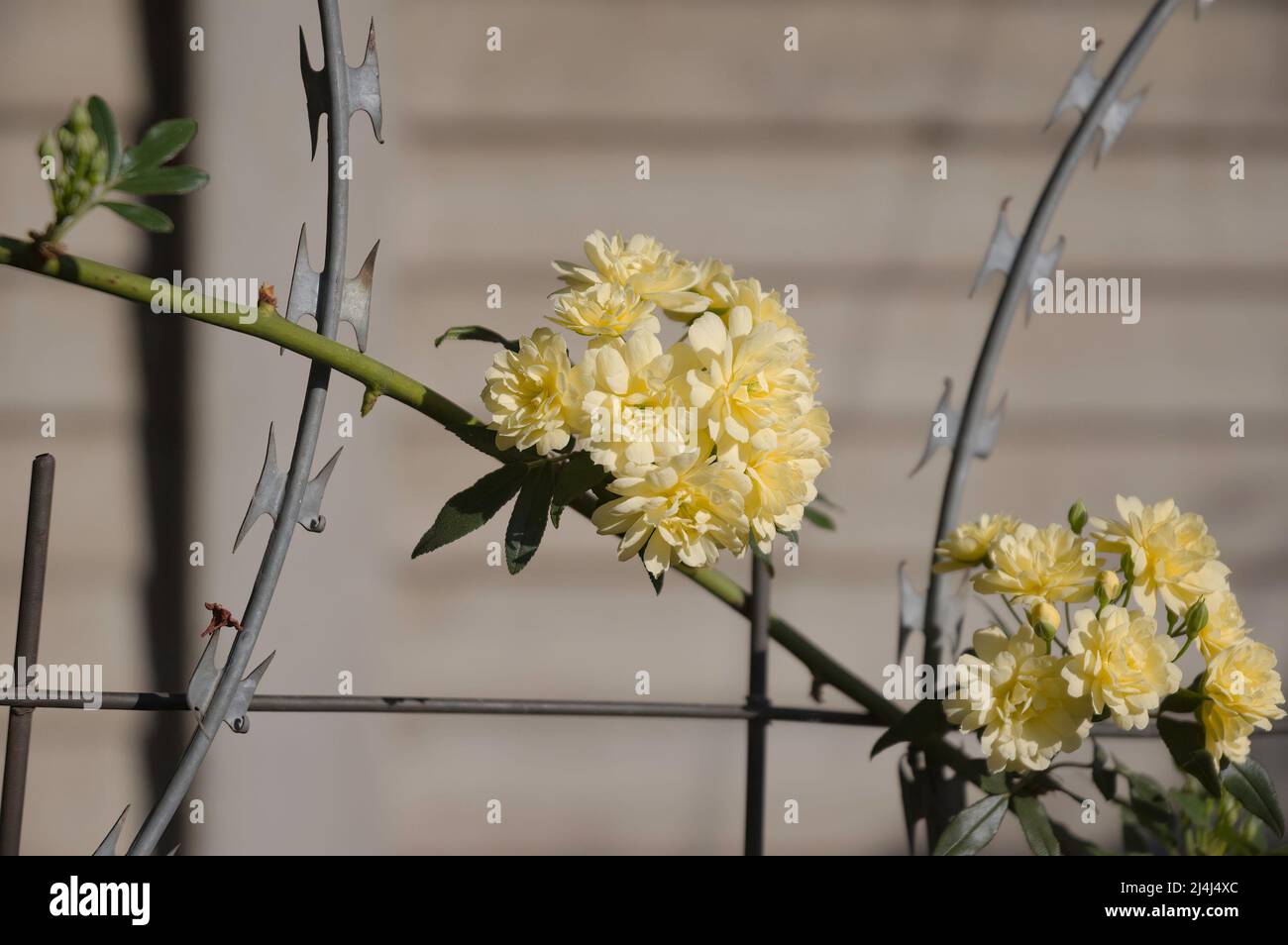 Rose da arrampicata gialle che crescono su una recinzione di filo spinato in Sudafrica Foto Stock