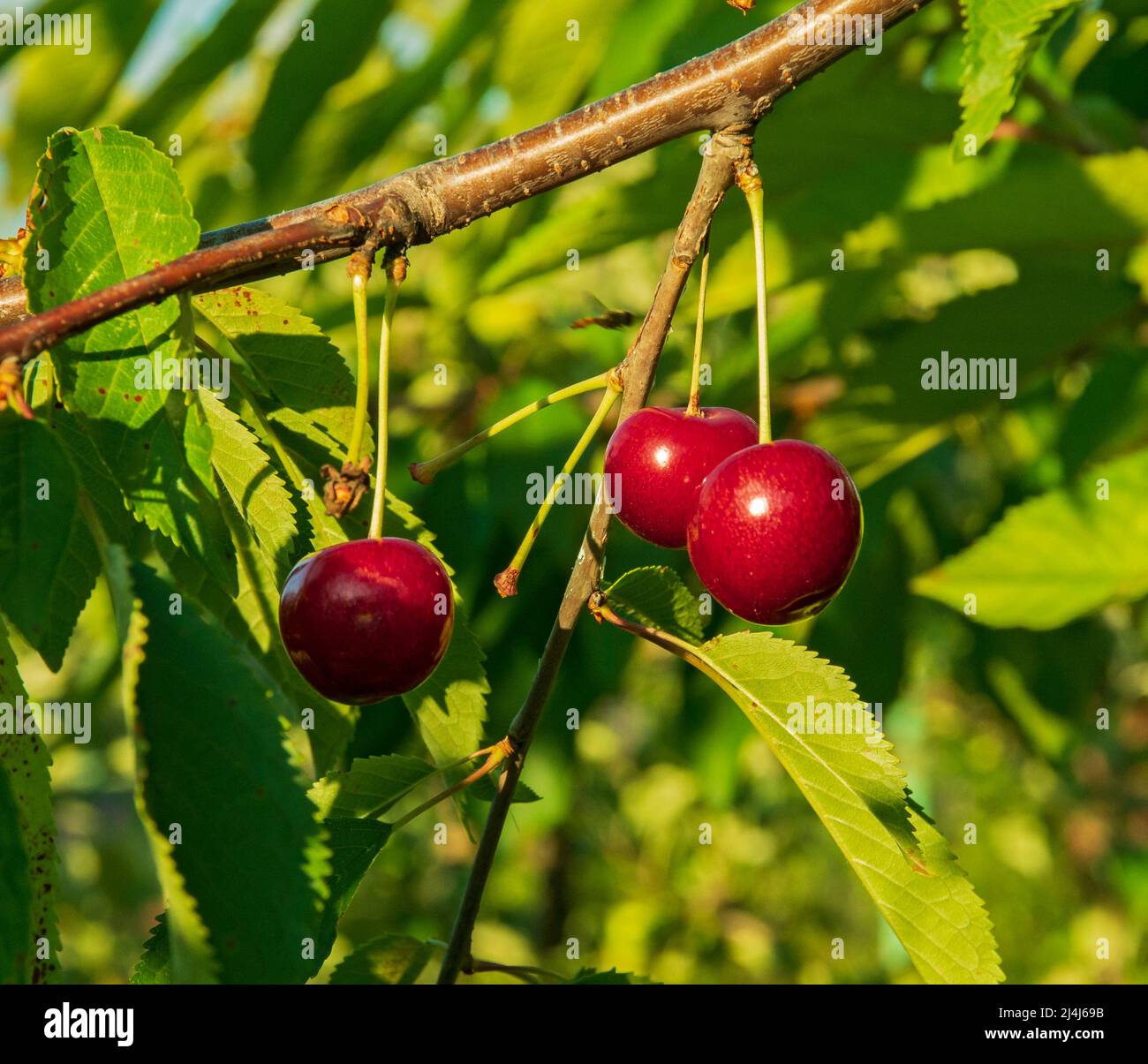 Frutti di ciliegia maturi su un ramo di albero Foto Stock