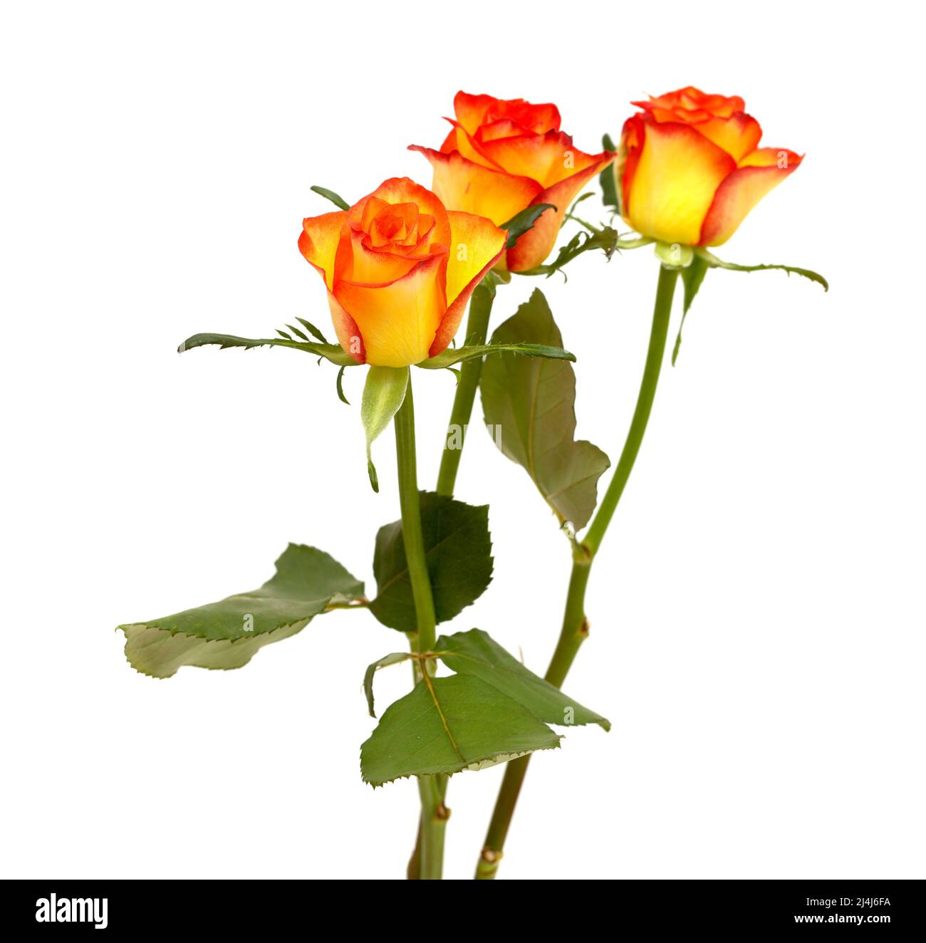 Rosa con una sfumatura di colore giallo-arancio nei petali Foto Stock