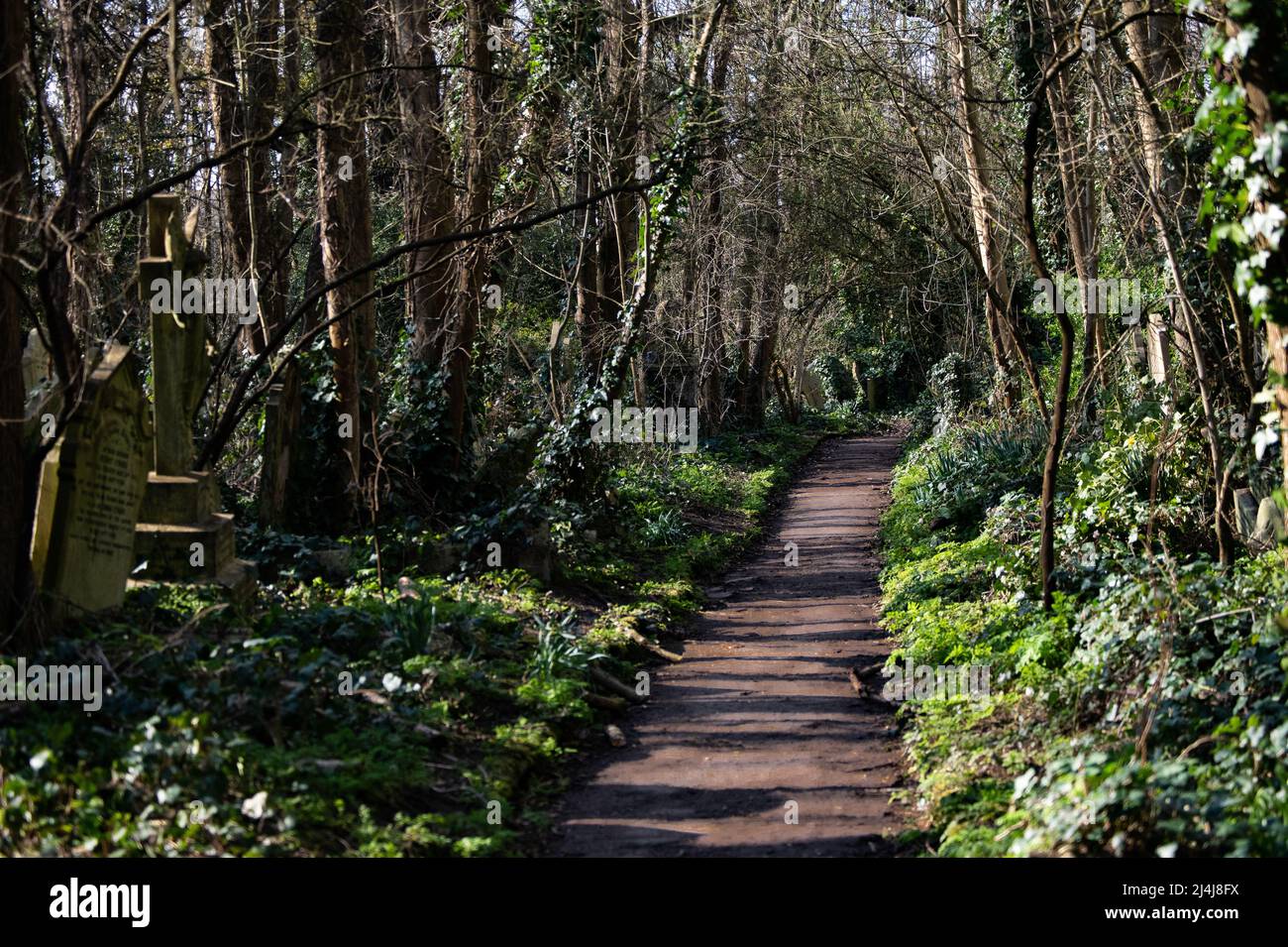 percorso di foresta Foto Stock