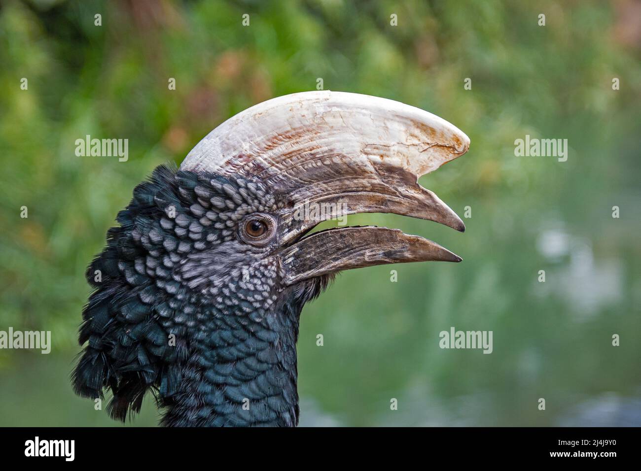 ritratto di un hornbill in un parco di animali Foto Stock