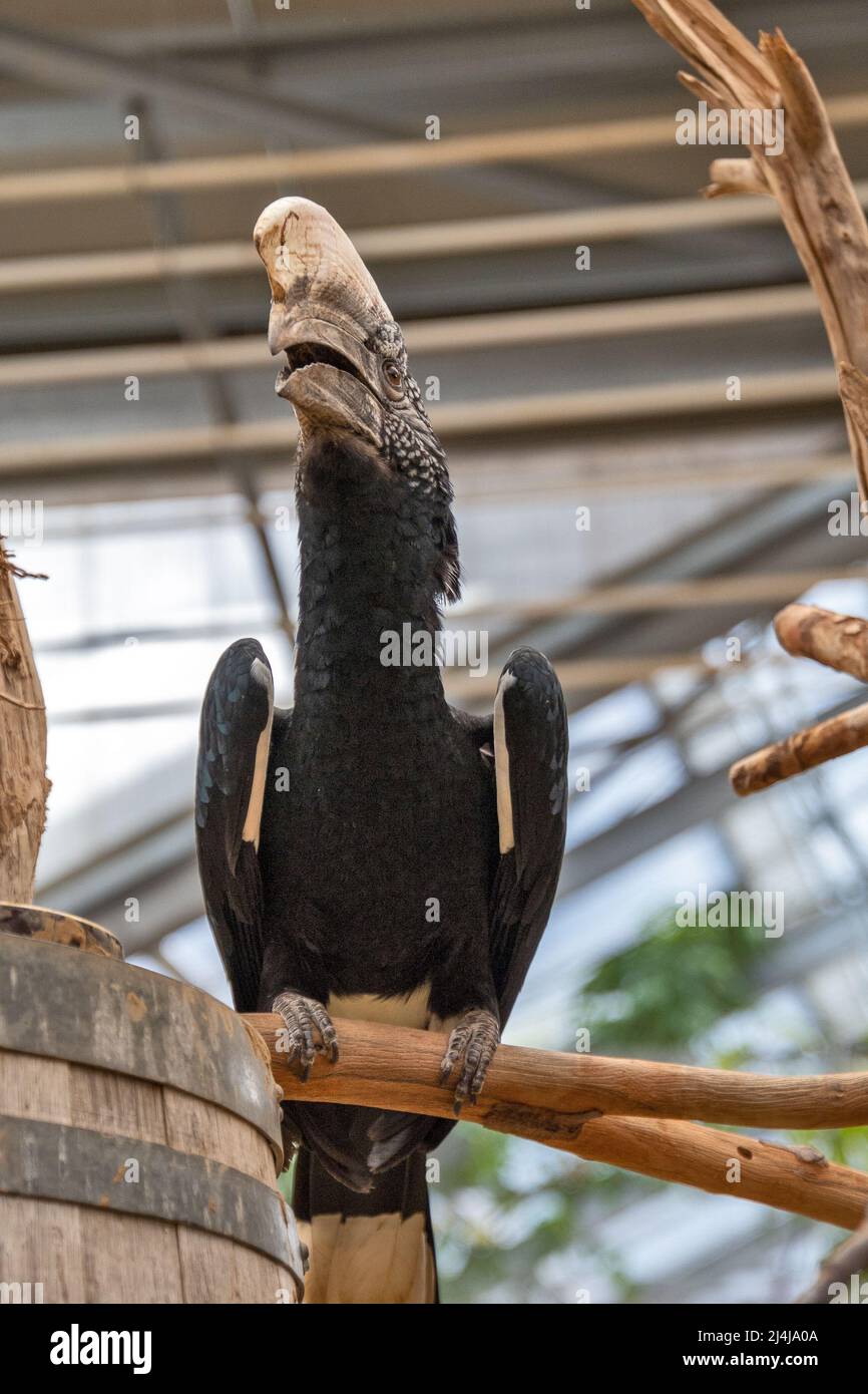 ritratto di un hornbill in un parco di animali Foto Stock