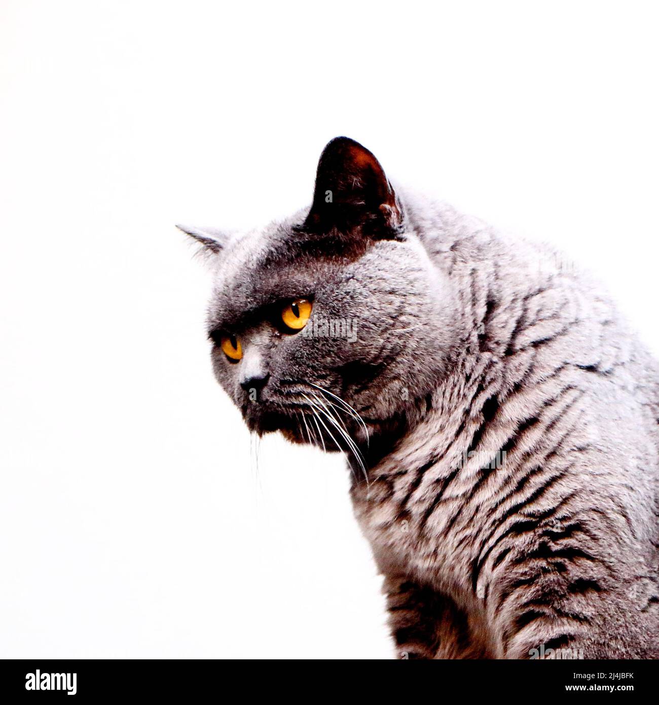 Primo piano di gatto nero spoky fissando con piercing occhi gialli su fondo bianco solido Foto Stock