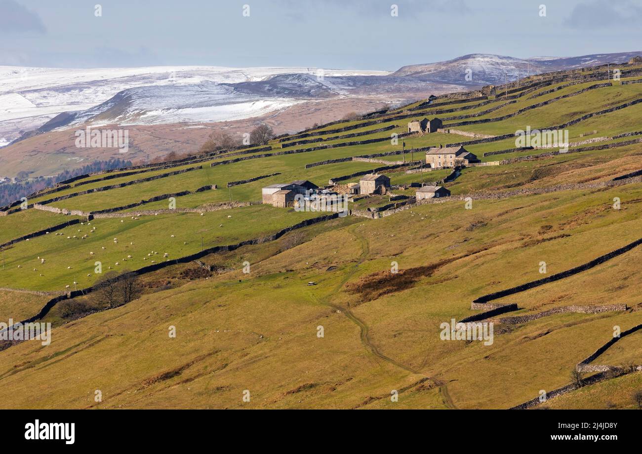 Allevamento di pecore a Swaledale, Yorkshire Dales National Park. Una fattoria in collina nel tardo inverno. La neve copre le aspre colline sopra la fattoria. Foto Stock