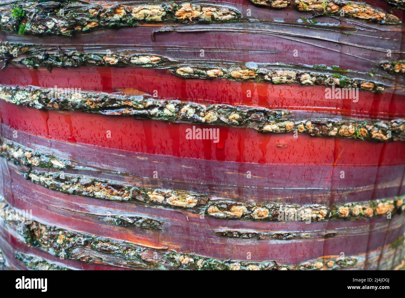 Ciliegia tibetana, Prunus serrula. Corteccia rossa brillante e colorata del bellissimo Ciliegio Tibetano in un pomeriggio bagnato. Foto Stock
