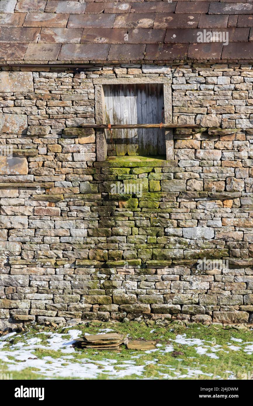 Fienile in pietra a Swaledale, Yorkshire Dales National Park. Pareti coperte di finestre e muschio di una caratteristica iconica del paesaggio delle Yorkshire Dales Foto Stock