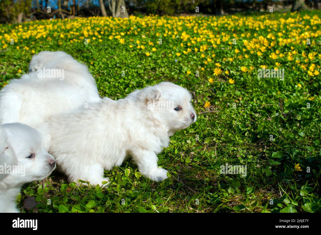 Il giovane cane Pomski allevato e sano Pomski, un cucciolo squisito con un buon temperamento all'aperto in una giornata di sole Foto Stock