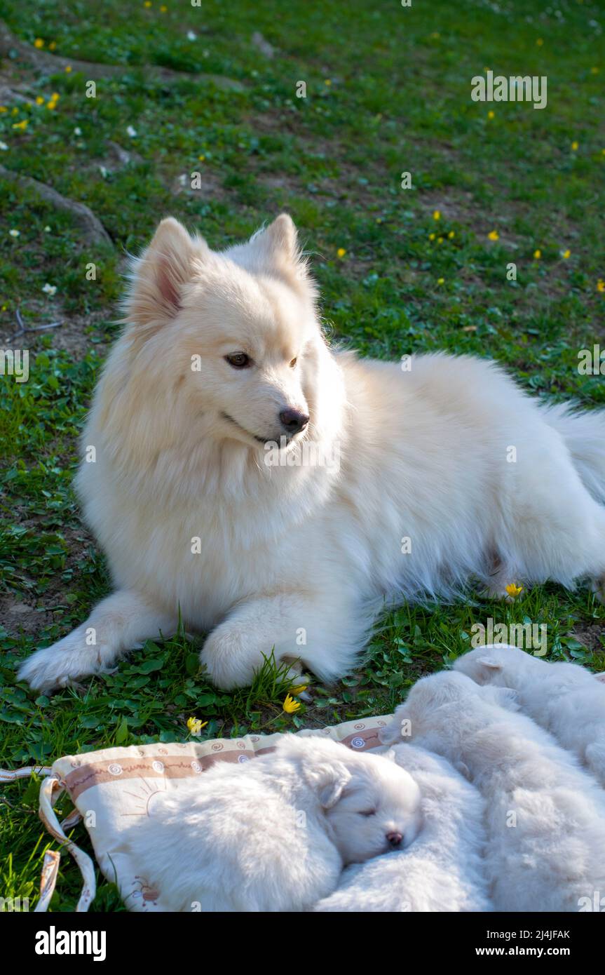 Il giovane cane Pomski allevato e sano Pomski, un cucciolo squisito con un buon temperamento all'aperto in una giornata di sole Foto Stock